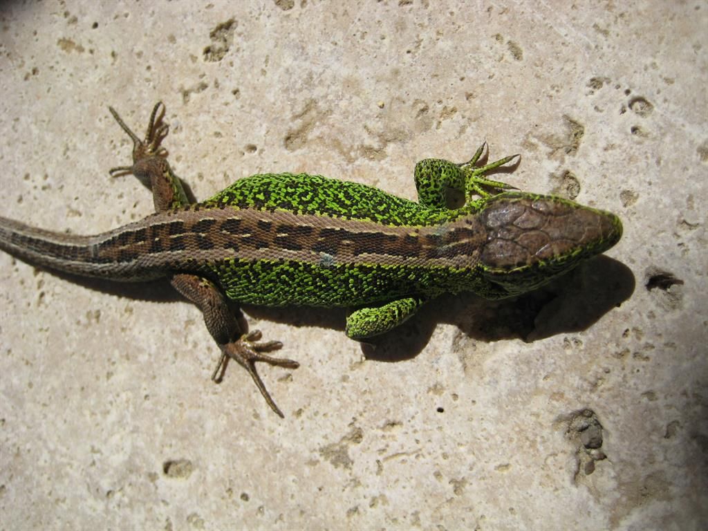 Gecko ( Zauneidechse )