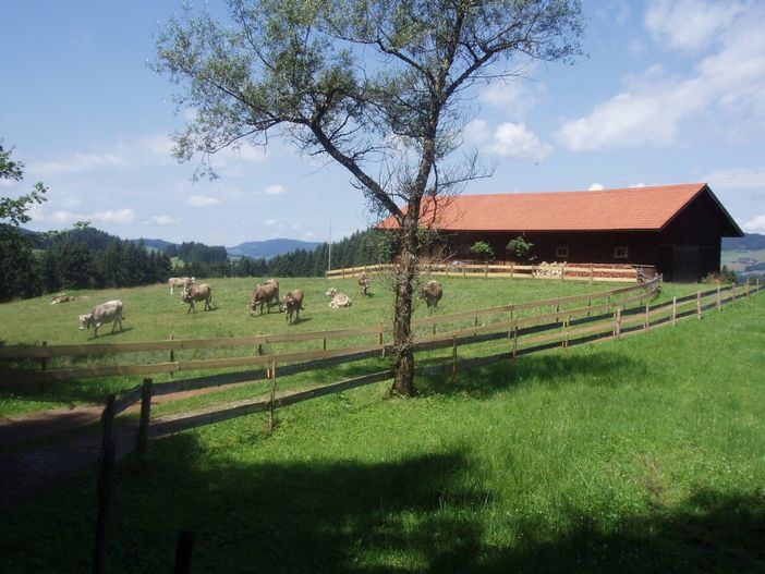 Die Rinder verbringen den Sommer auf der Alpe