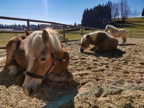 Pferde beim Sonne tanken