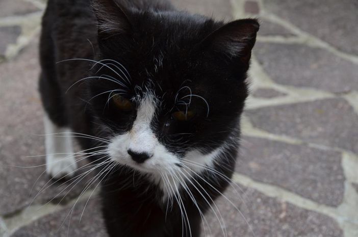 In Erinnerung an Katze Pünktchen