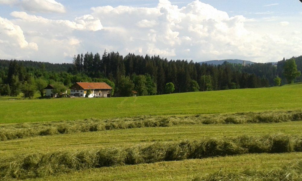 ...bei der Heuernte mit Blick zum Hof