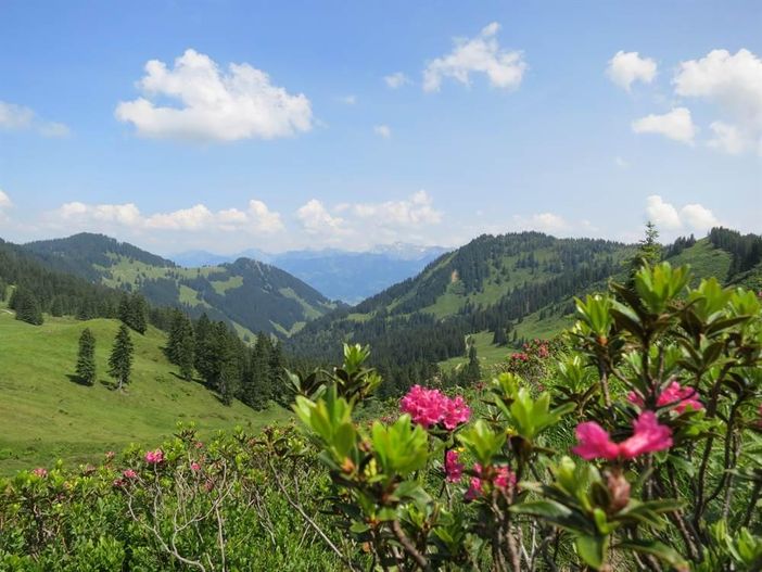 Alpenrosenblüte
