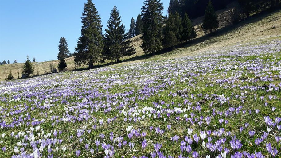 Krokusblüte am Hündle