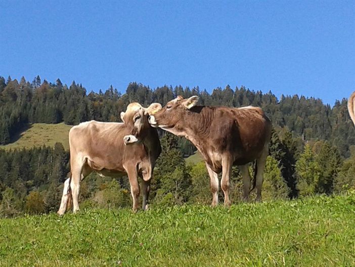 kühe
