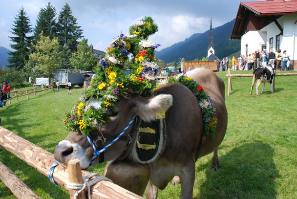 Weitere Kranzkuh - Viehscheid in Balderschwang
