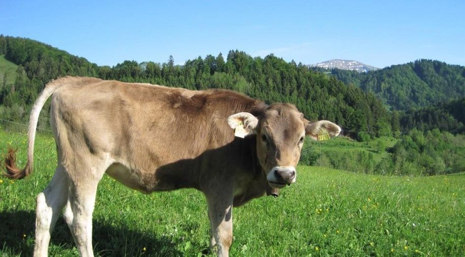 Unser Jungvieh auf der Weide
