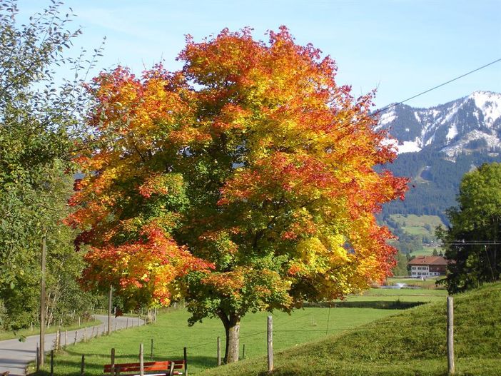 Herbsstimmung