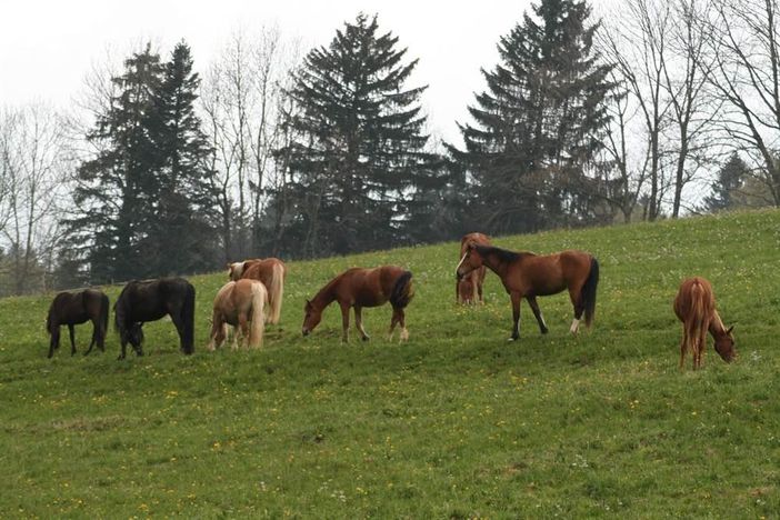 Ausblick auf die Pferdeweide