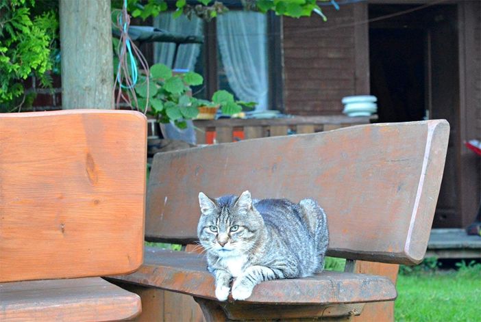 Tiere auf dem Hof