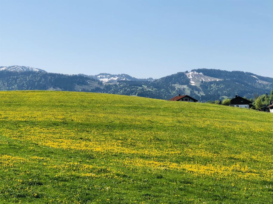 Löwenzahnwiese