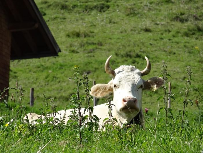 Allgäuer Kuh