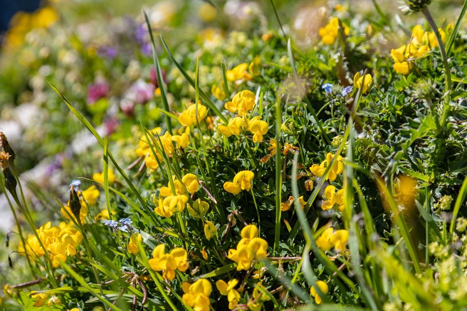 Alpenblumen am Wegesrand