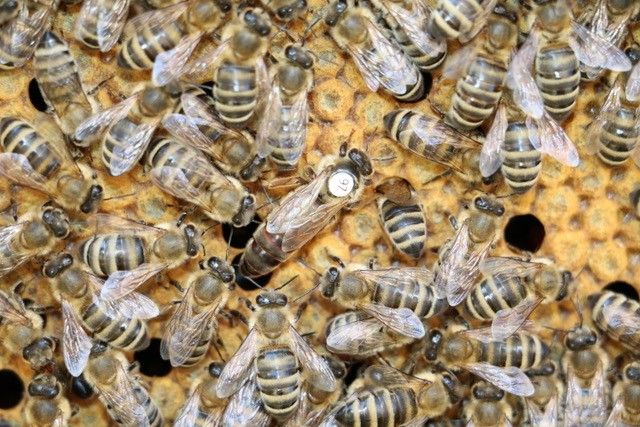 Imker- und Gartenbauverein Oberstaufen