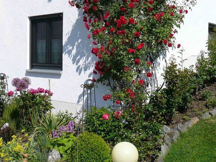 Garten-Rosen