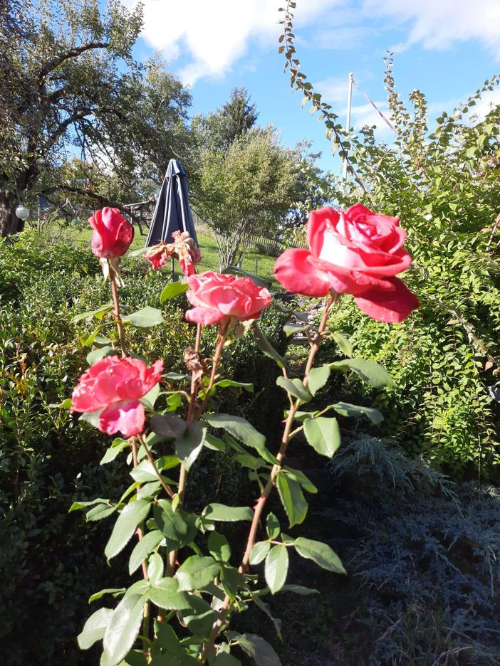 Rosenduft