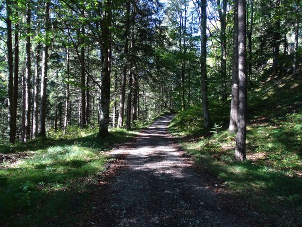 Forstweg zur Alatsee Fahrstraße