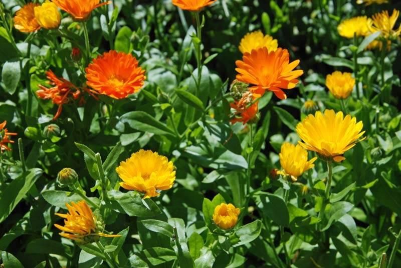 Sommerblüte im Garten