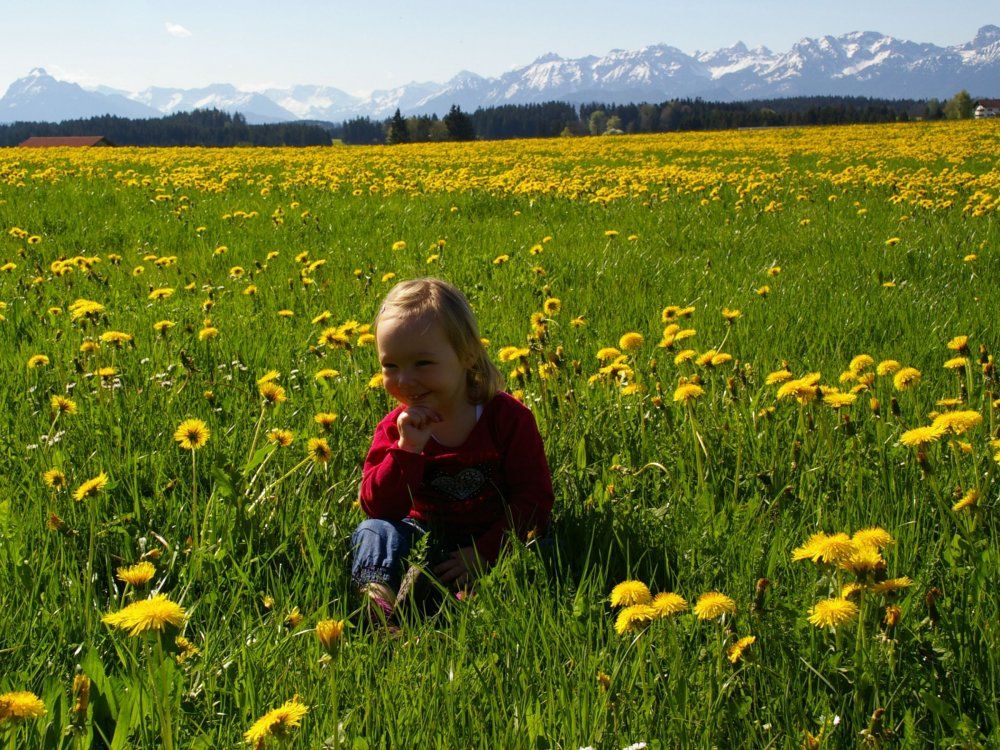 Ein Traum - Löwenzahnwiesen