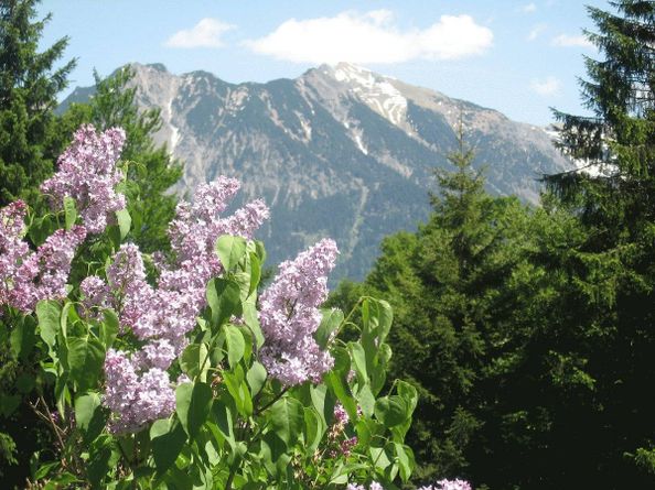 Alpenrose 1