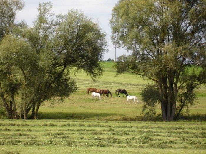 Blick zu den Pferden