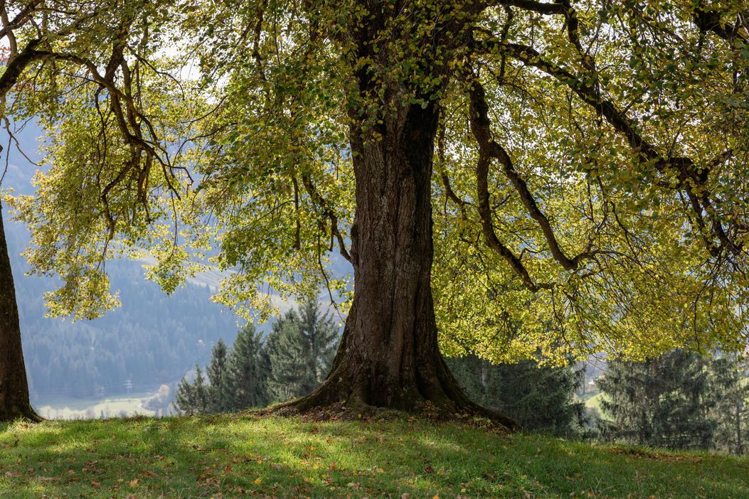 Frühling an der Nusche