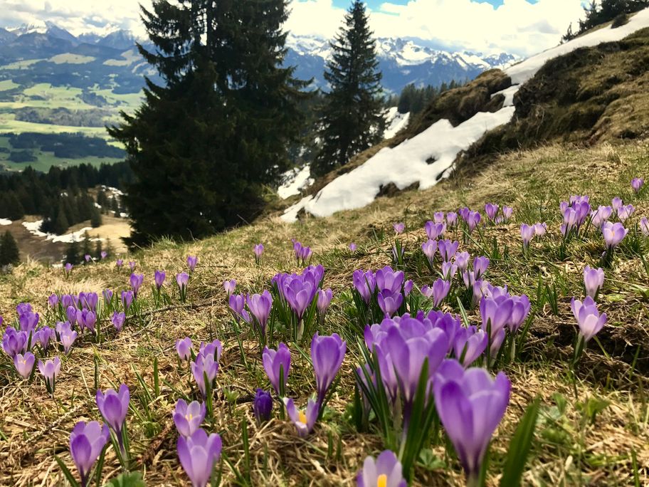 Krokusblüte am Hörner-Panoramaweg