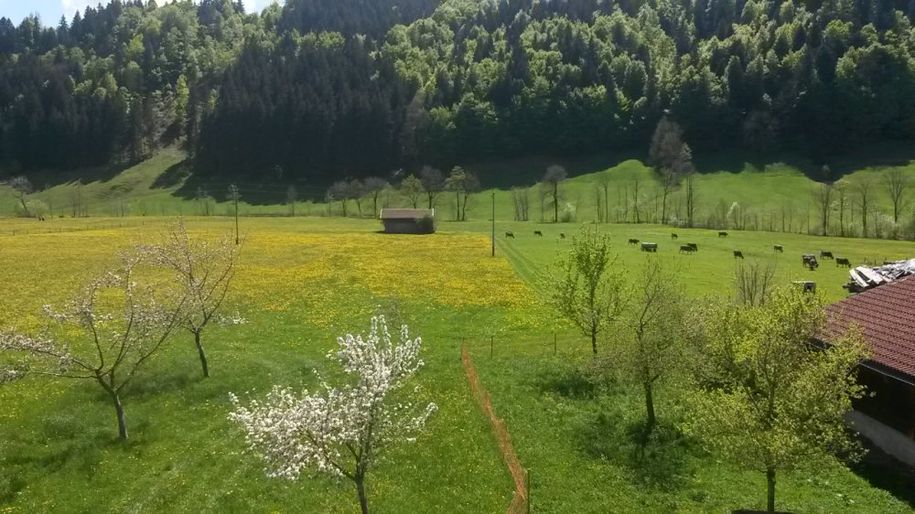 Blick von der Ferienwohnung auf unseren Obstgarten