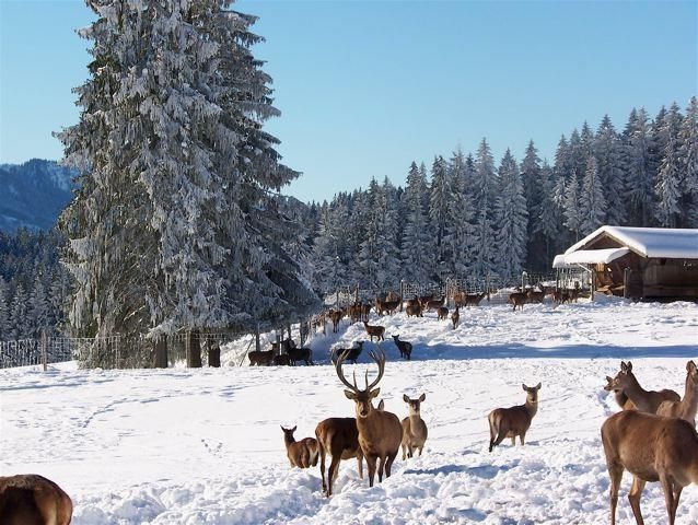 Winterzauber im Wildgehege