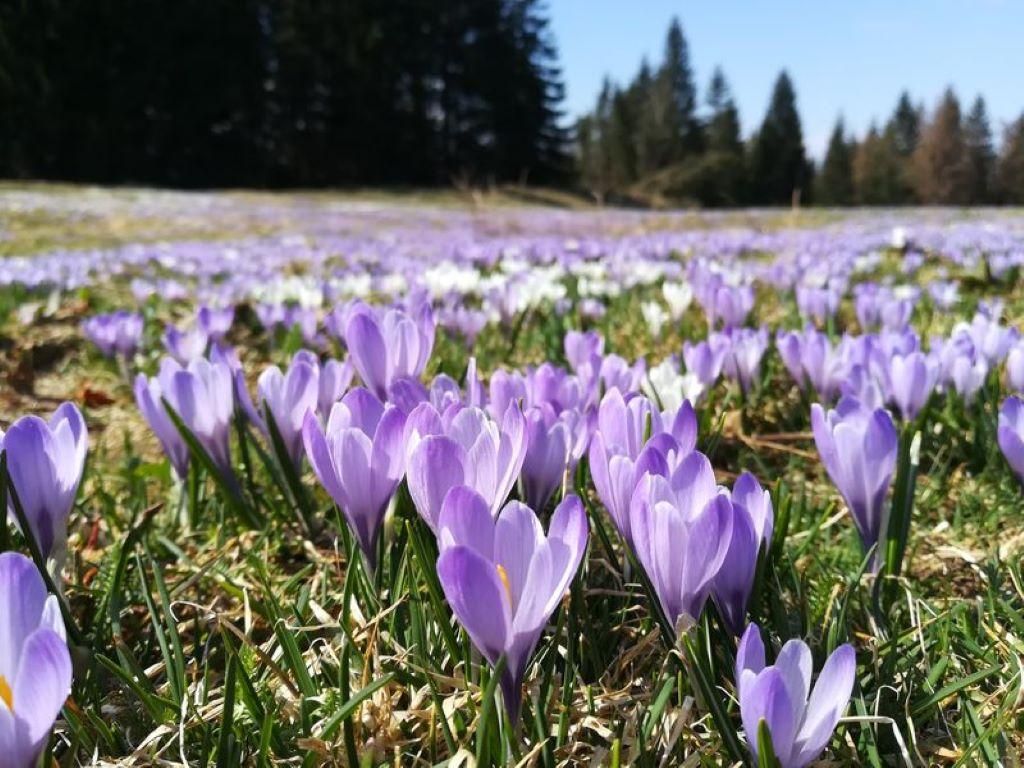 Frühling in den Bergen