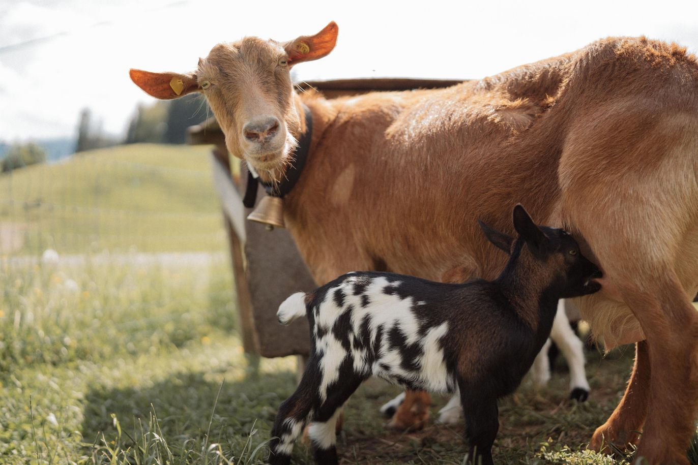 28 Ziege Bella mit Junges