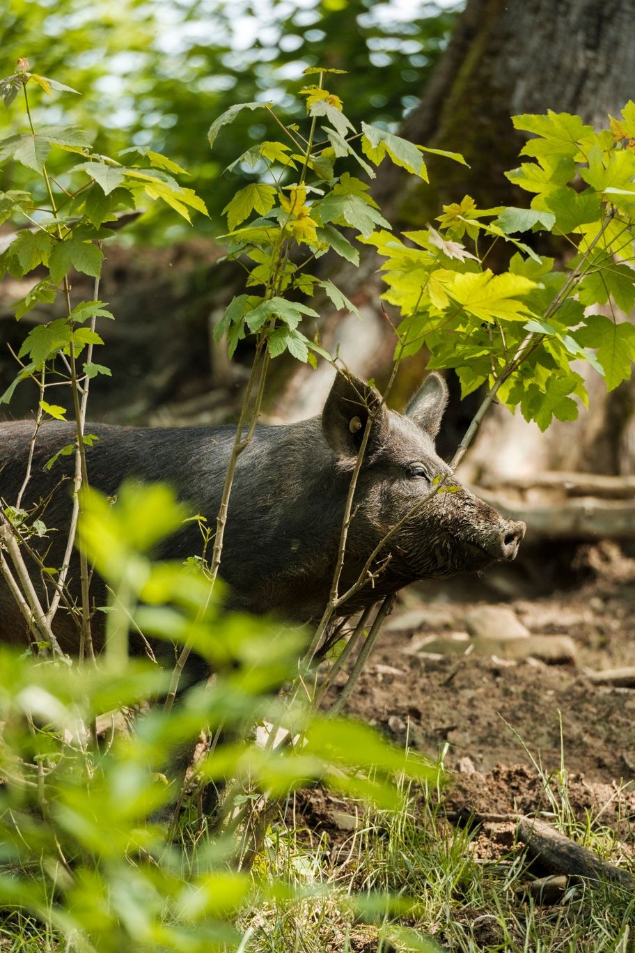 Eichelschwein am Kalvarienberg