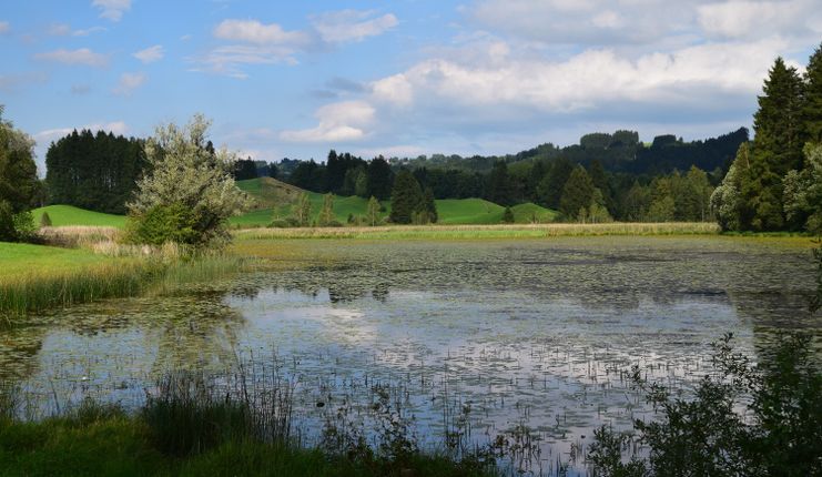 Widdumer Weiher