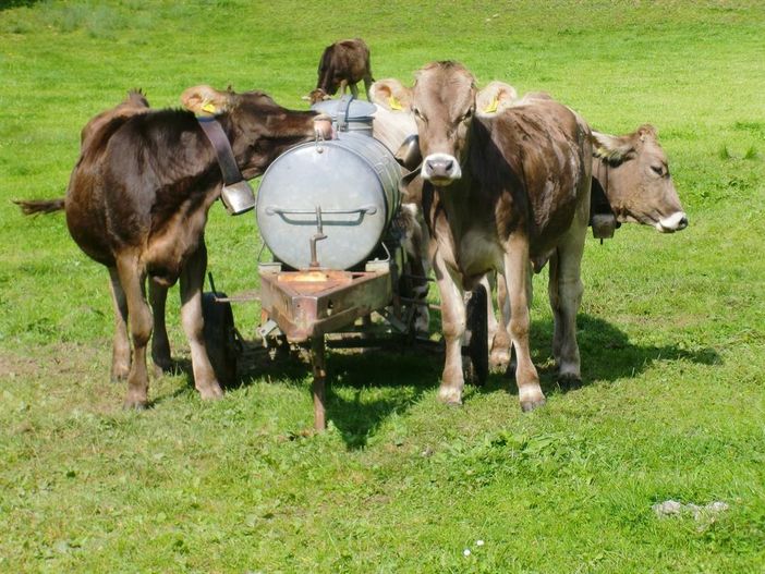 Jungvieh auf der Weide