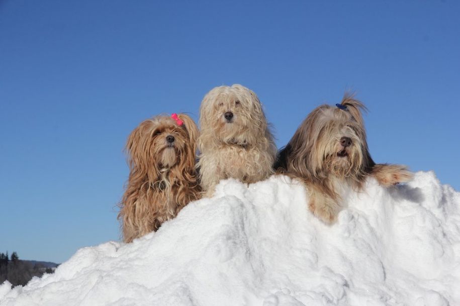 Ihr Hund hat sicher auch Spaß im Schnee