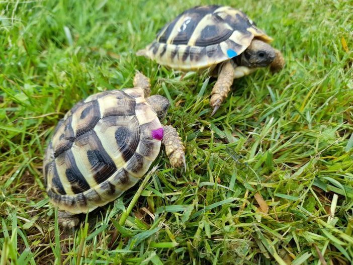 Unsere beiden Schildkröten Thorsten und Tico