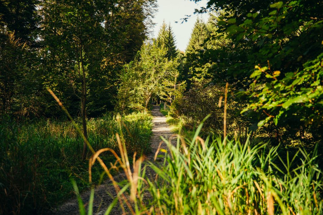 Wandern im Wald bei Immenstadt