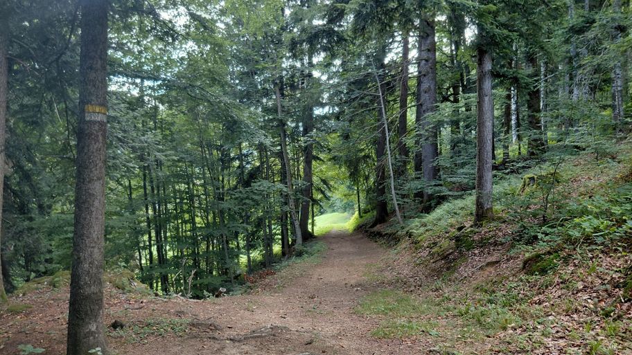 Waldweg Richtung Bütscheln