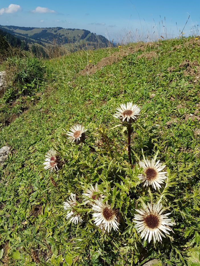 Silberdisteln