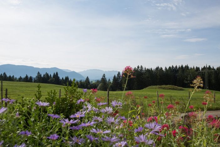 herrlicher Blick auf Wiesen und Berge