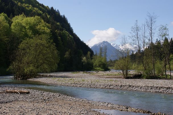 Iller am Auwaldsee bei Fischen