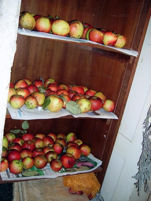 Äpfel vom Baum