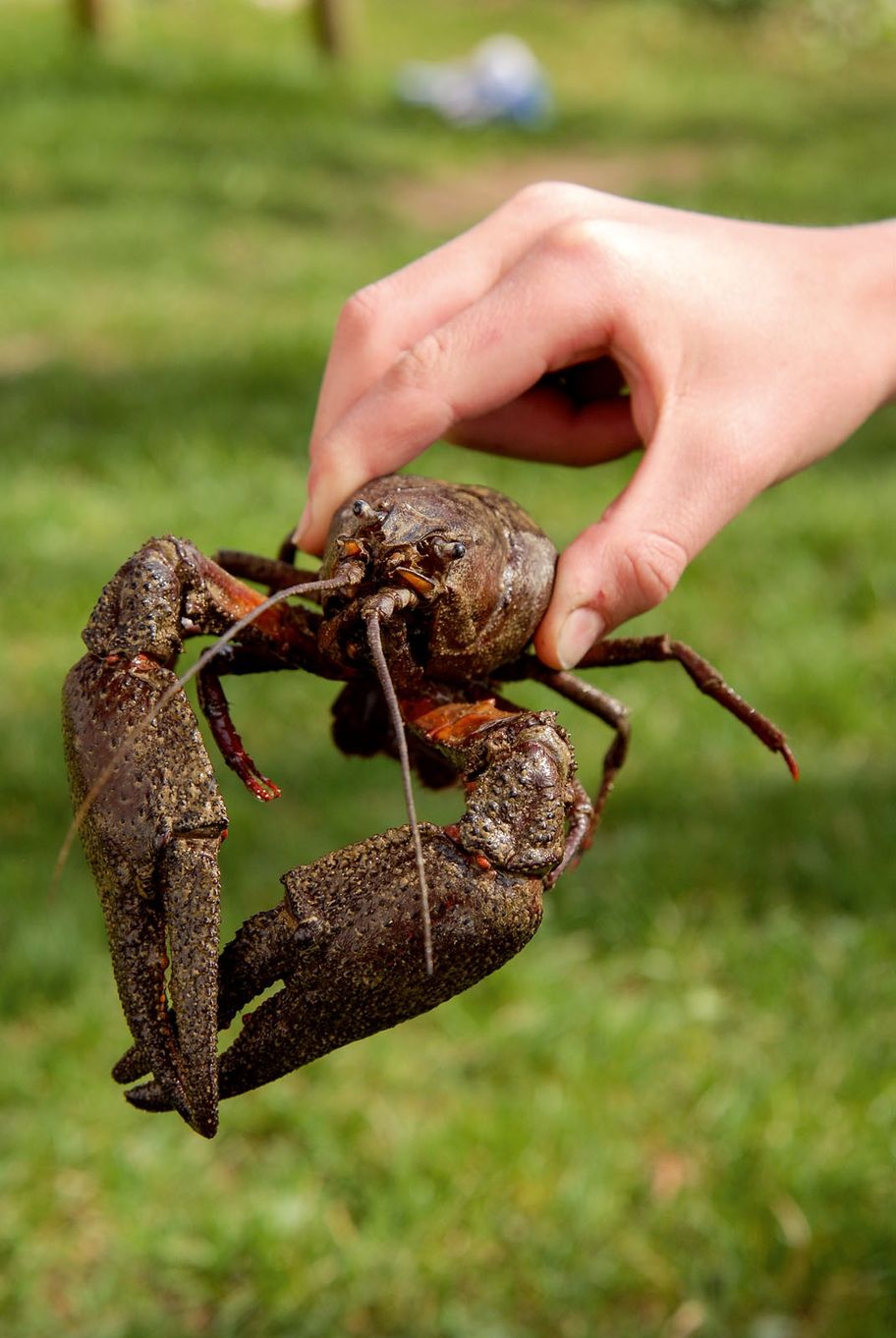 Edelkrebs aus dem Diezlinger Teich