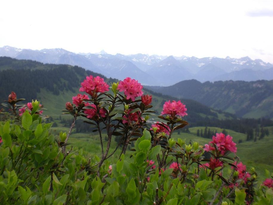 Alpenrosenblüte im Juni