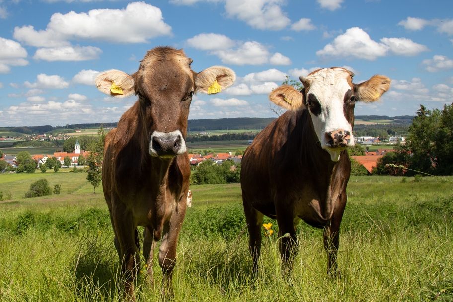 Am Wegesrand nach Ziegelbach