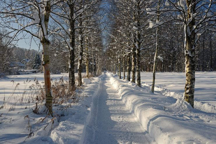 Birkenalle im Schächele