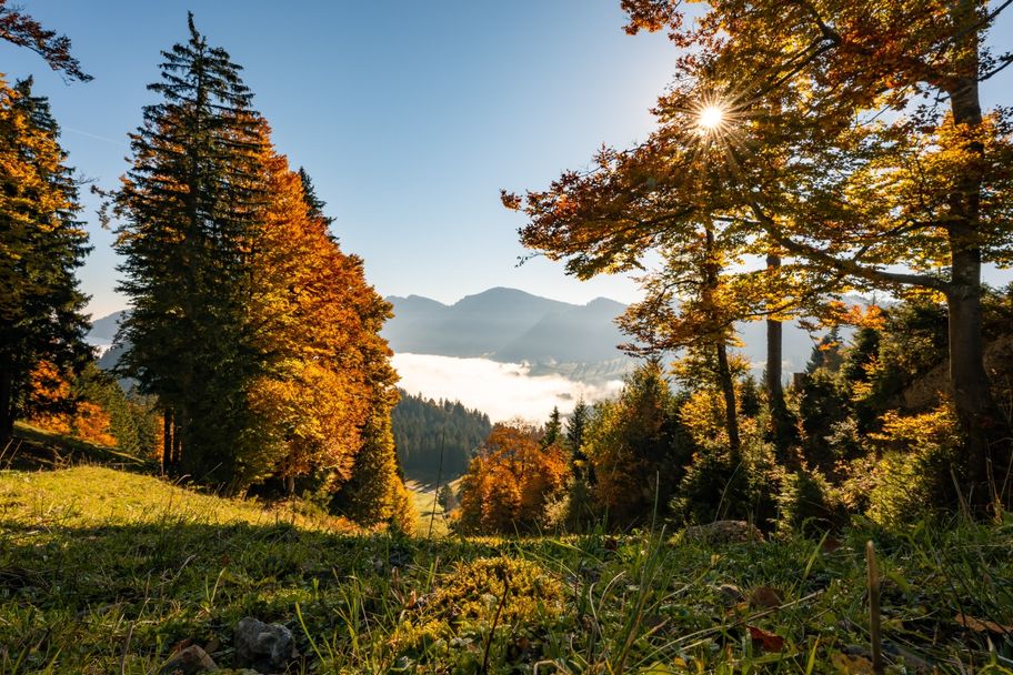 Goldener Herbst in Oberstaufen