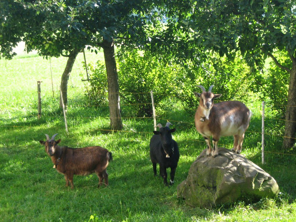 Wer ist hier der Chef?