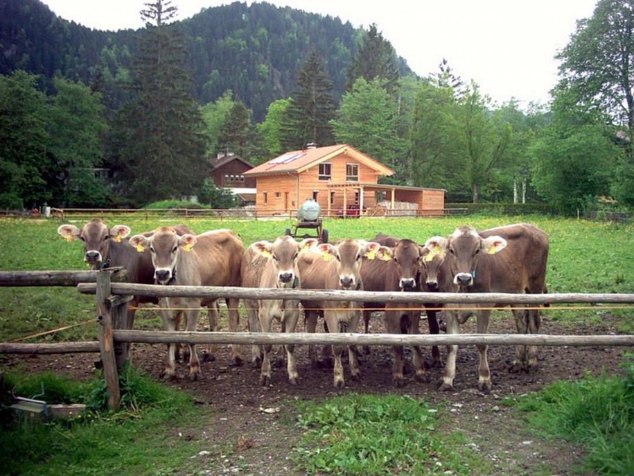Unser Jungvieh