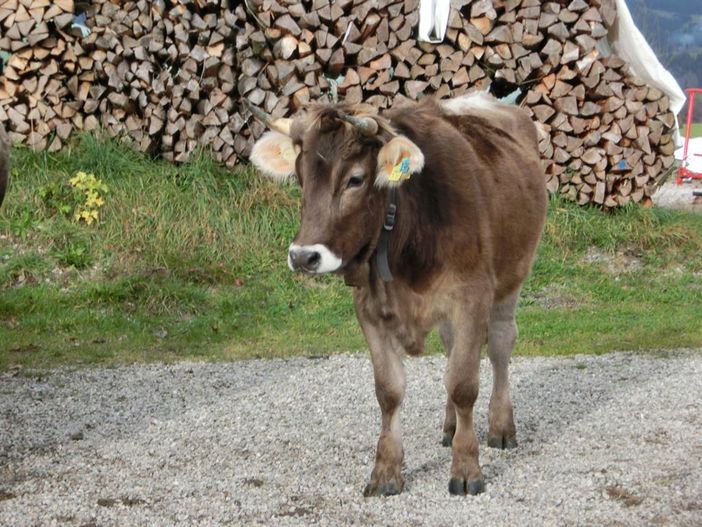 Kälber