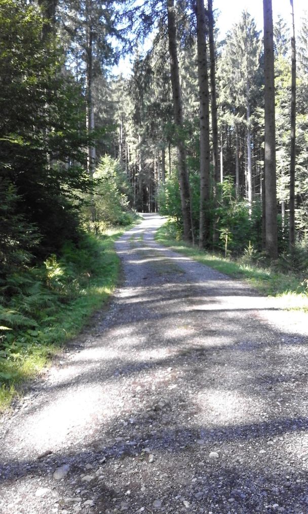 Forststraße Richtung Burgruine Hopfen